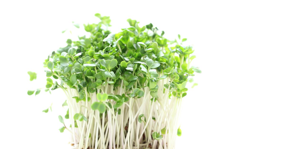 Broccoli-Sprout-Seeds-Health-Benefits,broccoli sprout seeds