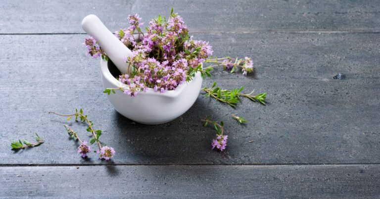 red-creeping-thyme-health-natural-remedy